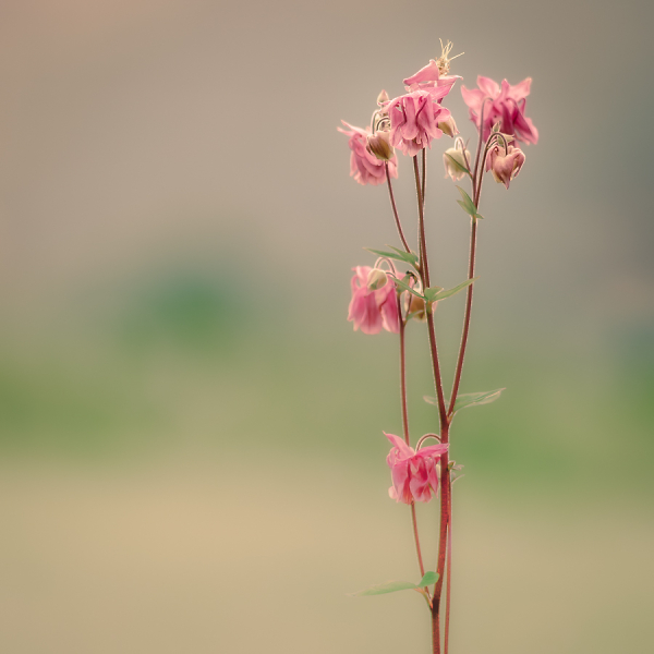 Pastel Bokeh