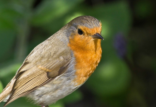 Robin