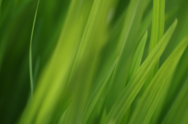 Shades of Green
