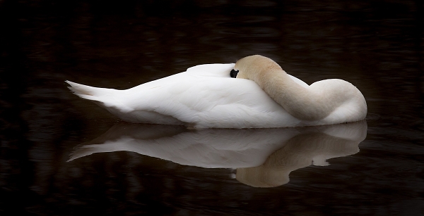 Sleeping Swan