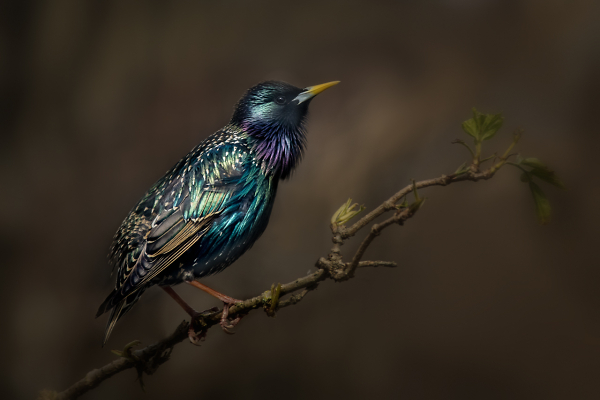 Starling
