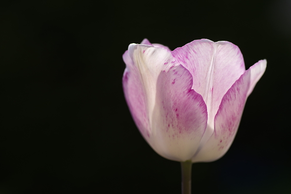 Tulip