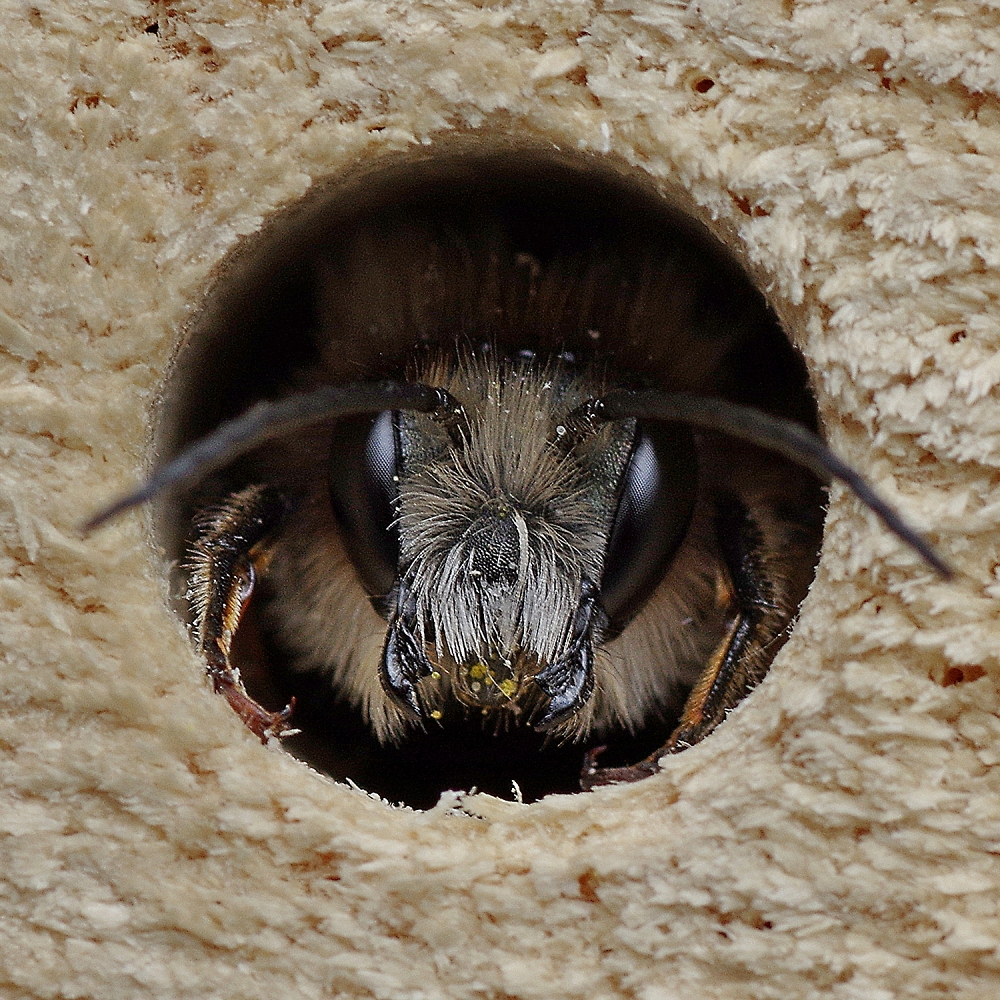 A mason bee waiting for the sunshine to warm her up.