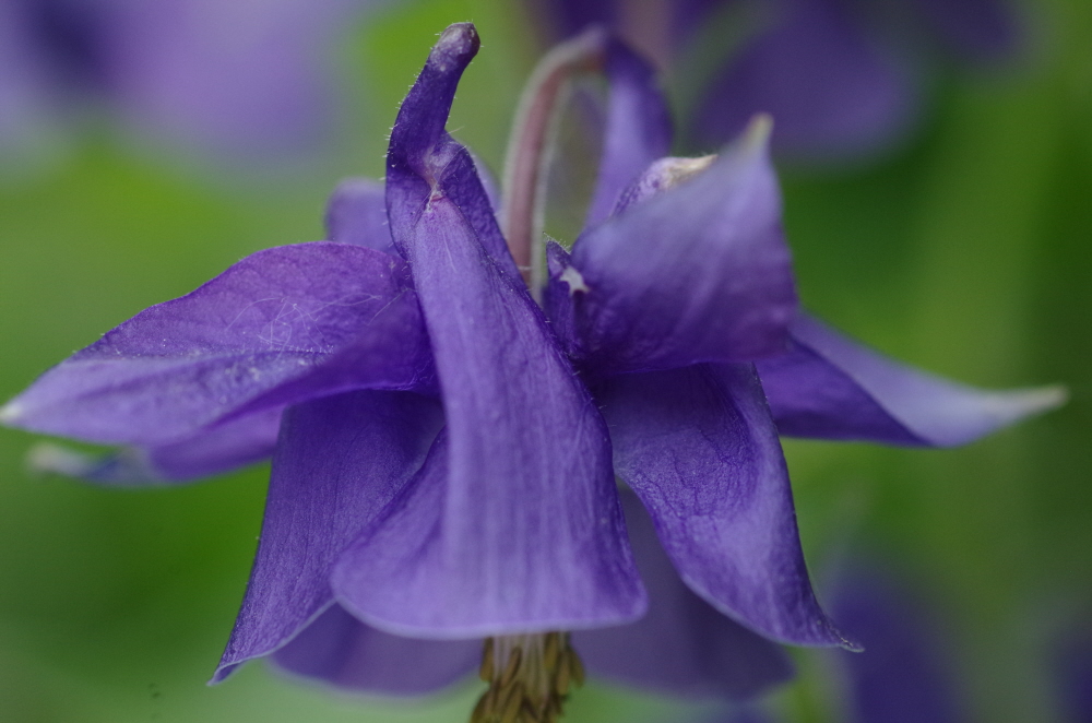 Aquilegia Vulgaris (European Columbine)