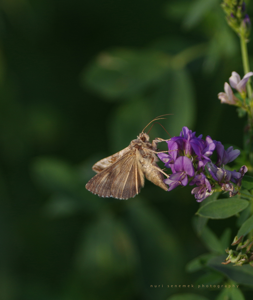 Clover Looper moth