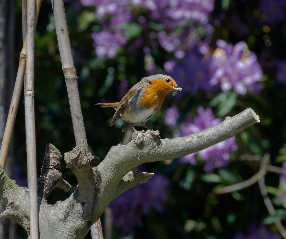 Garden Robin