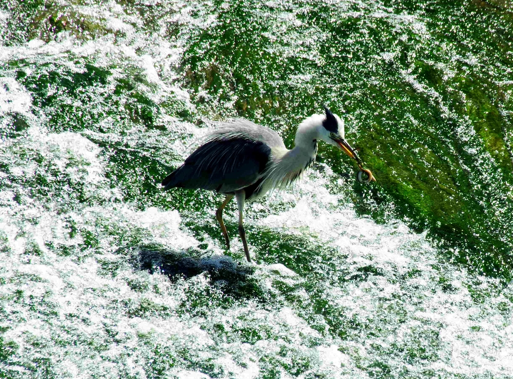 gone fishing