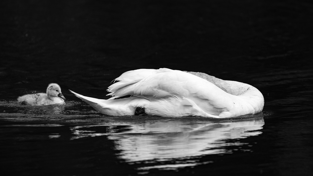 Swan and cygnet - black and white
