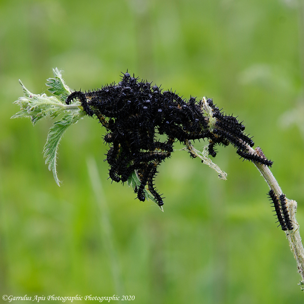 A Community of Peacock Caterpillars (Aglais io) Practise Social-Distancing*