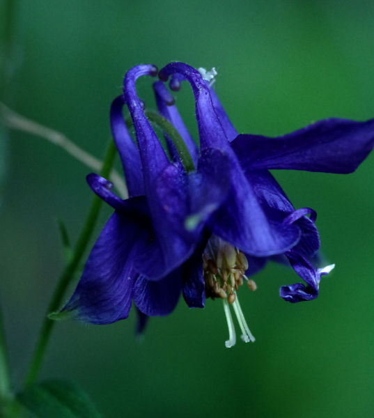 Aquilegia close-up