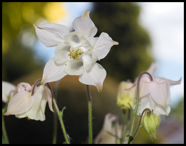 Aquilegia vulgaris columbine
