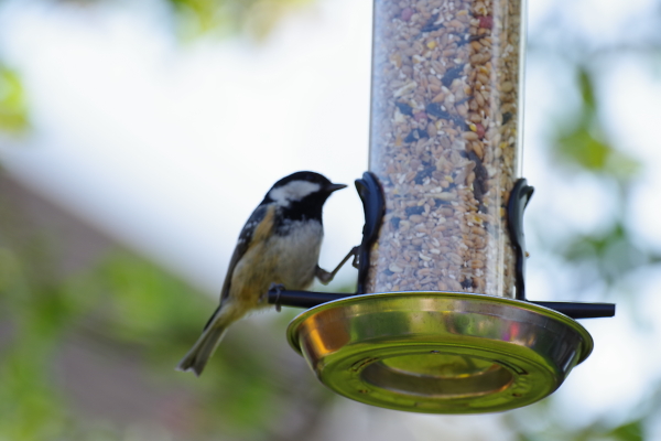 Back garden feeder