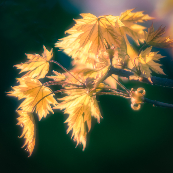 Backlit Dream