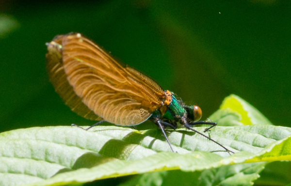 Beautiful Demoiselles