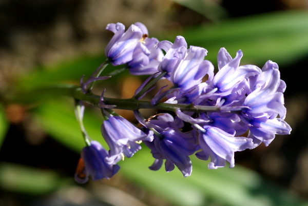 Birdseye View - Bluebells