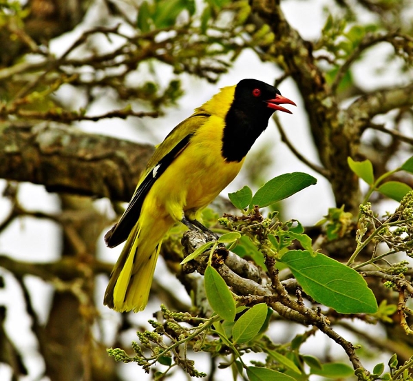 Black-headed Oriole calling
