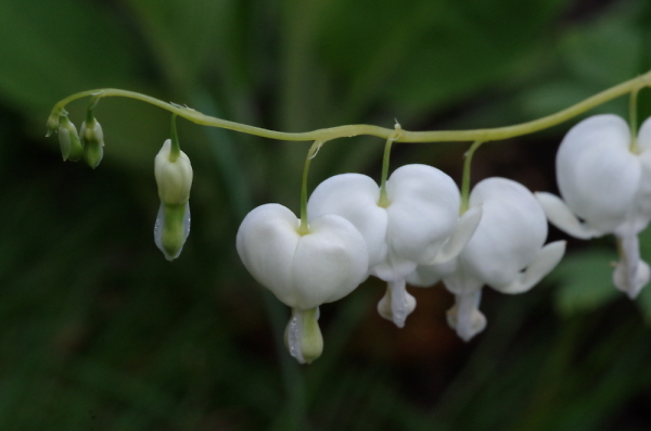 Bleeding Hearts