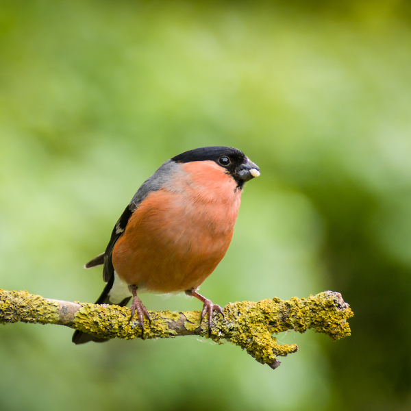 Bullfinch