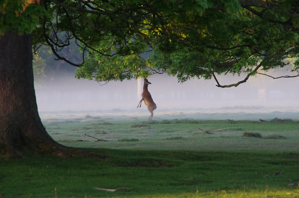 Bushy Park and a hungry deer
