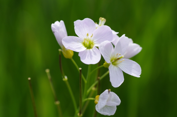 Cuckoo Flowers