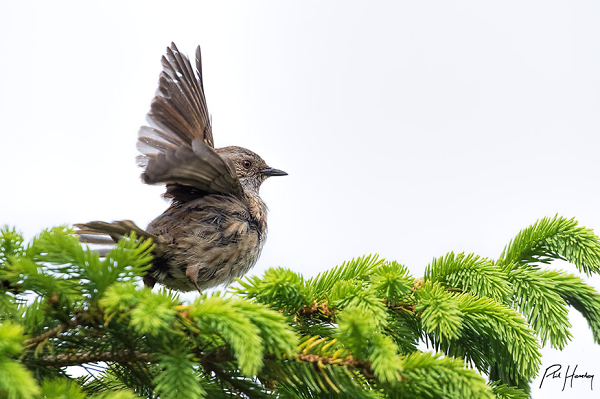 Dunnock