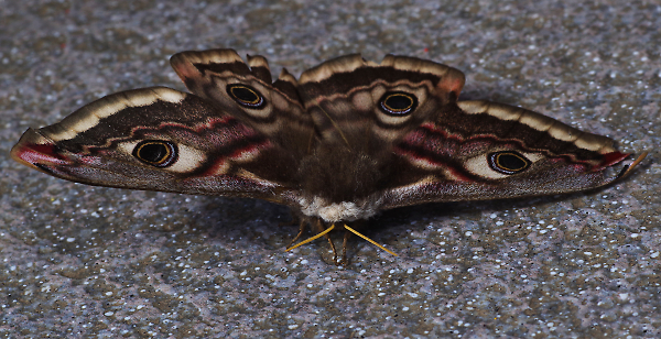 Emperor Moth