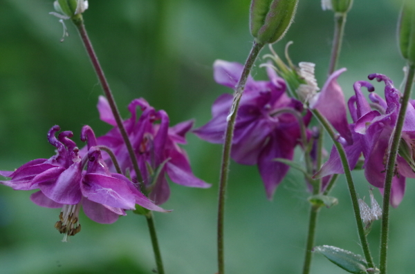 English Country Garden