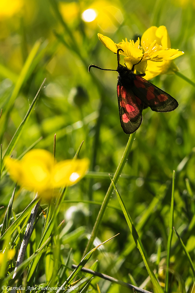 Five-spot Burnet, day-flying  moth
