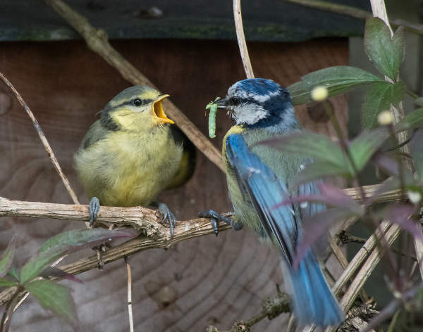Fledglings Reward