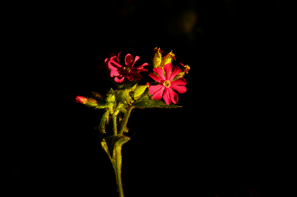 Colour in the Woods