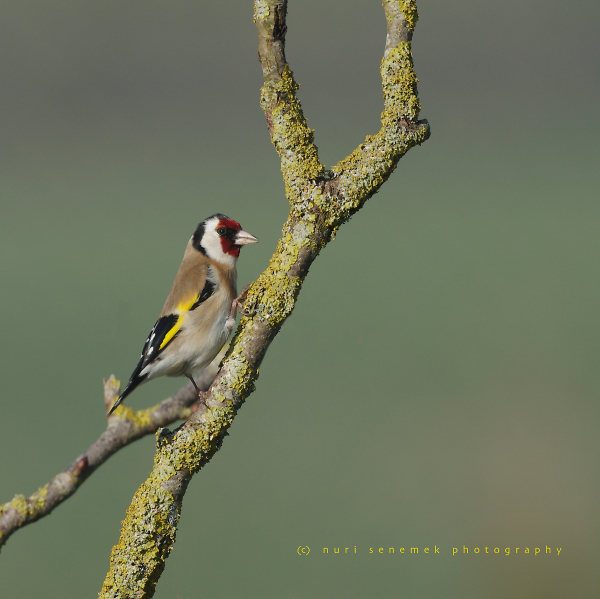 goldfinch