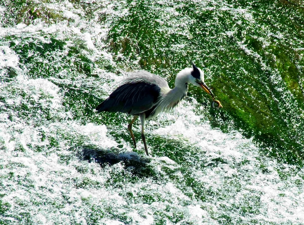 gone fishing