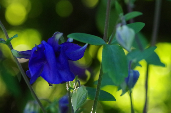 Horned Blue