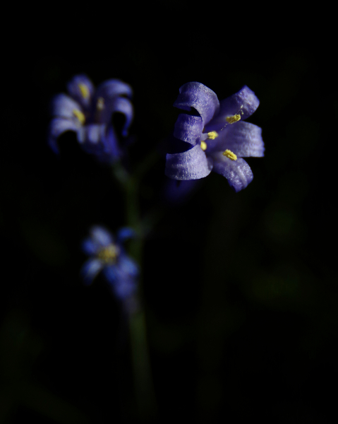 last of the bluebells