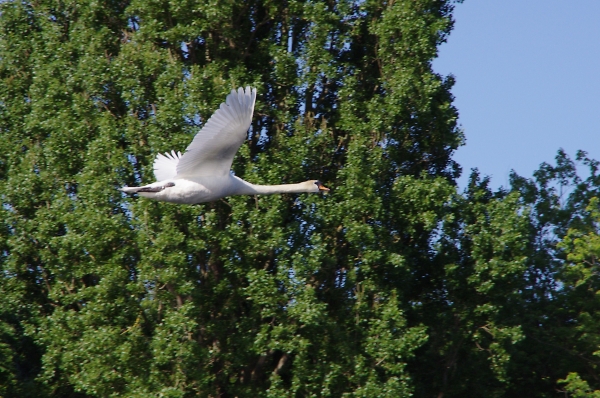Mute swan