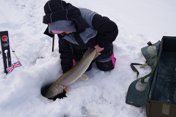 Northern Pike