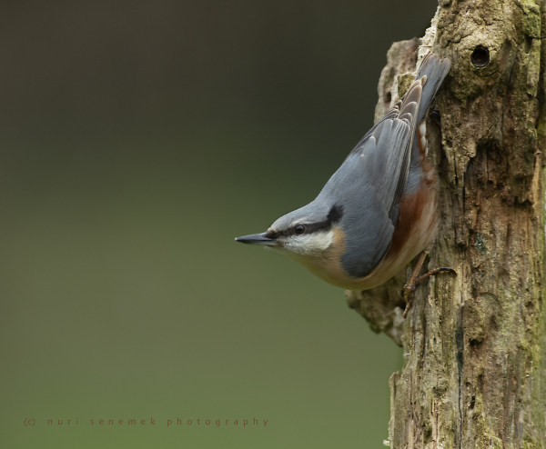 nuthatch