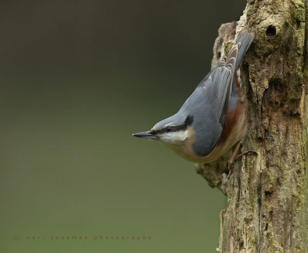 nuthatch