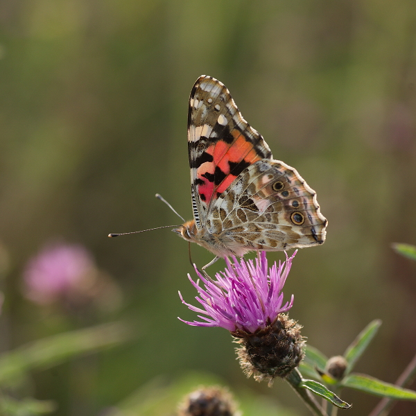Painted Lady