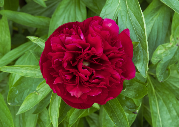 Peony