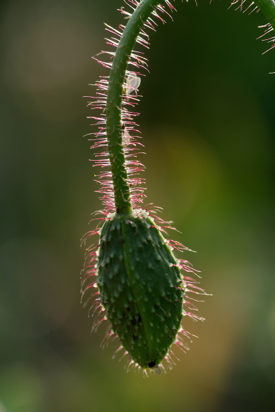 poppy...