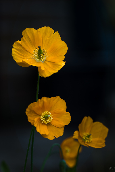 Poppy