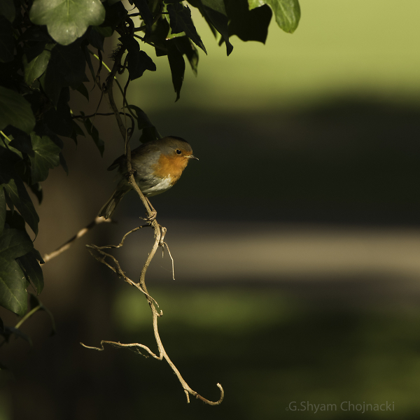 Robin