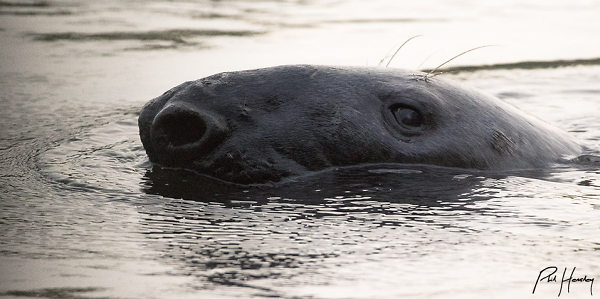 Seal of approval