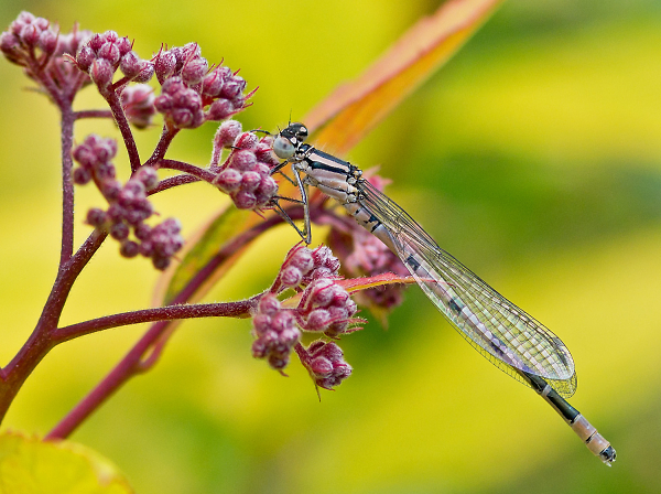 Southern Damselfly - maybe