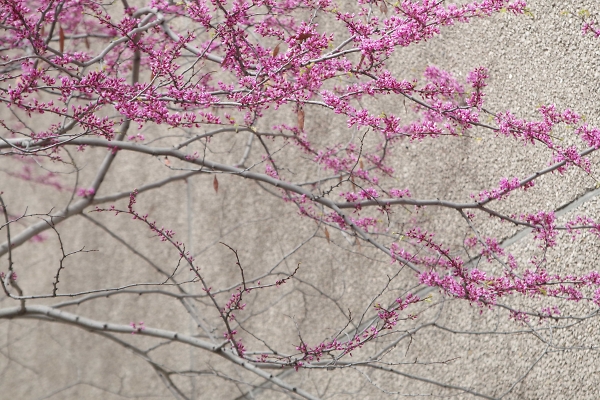 Spring is Springing
