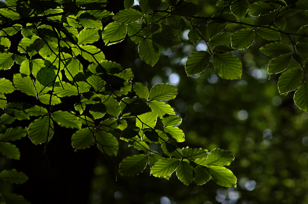 Sunlight through the trees.