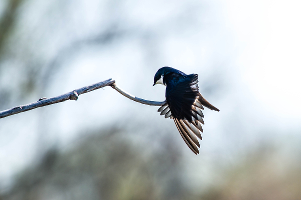 Tree Swallow