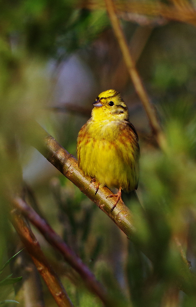 Yellowhammer