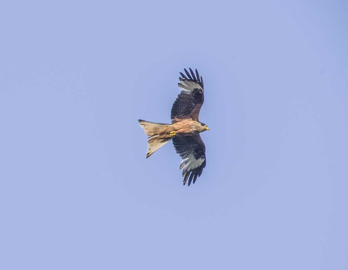 Red Kite